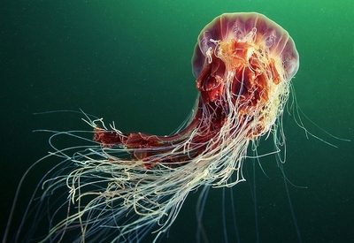 如夢似幻的海底世界 奇異生物的奇妙之旅